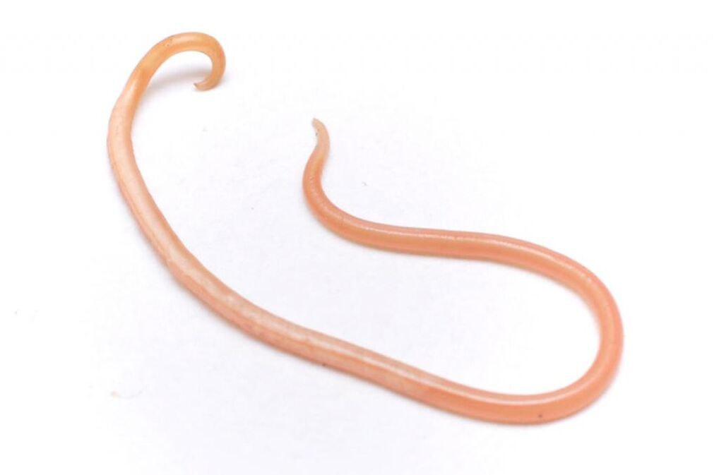 Ascaris ist einer der beliebtesten Würmer