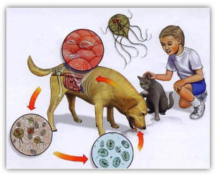 Anzeichen von Parasiten bei Kindern