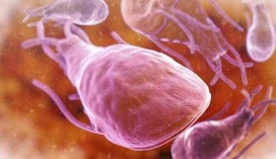 Was sind die Parasiten in der Leber einer Person