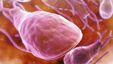 Welche Parasiten können im menschlichen Körper leben