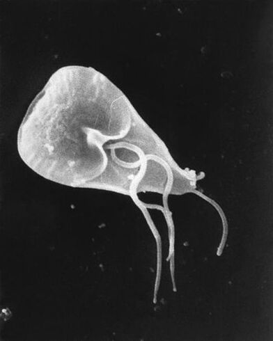 Lamblia - eine Gattung von begeißelten Protozoen-Parasiten